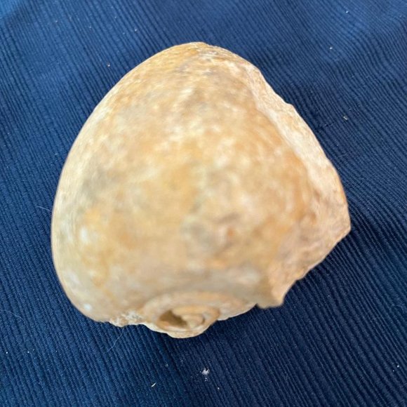 Lot of 3 Fossilized Sea Shells - Picture 8 of 8